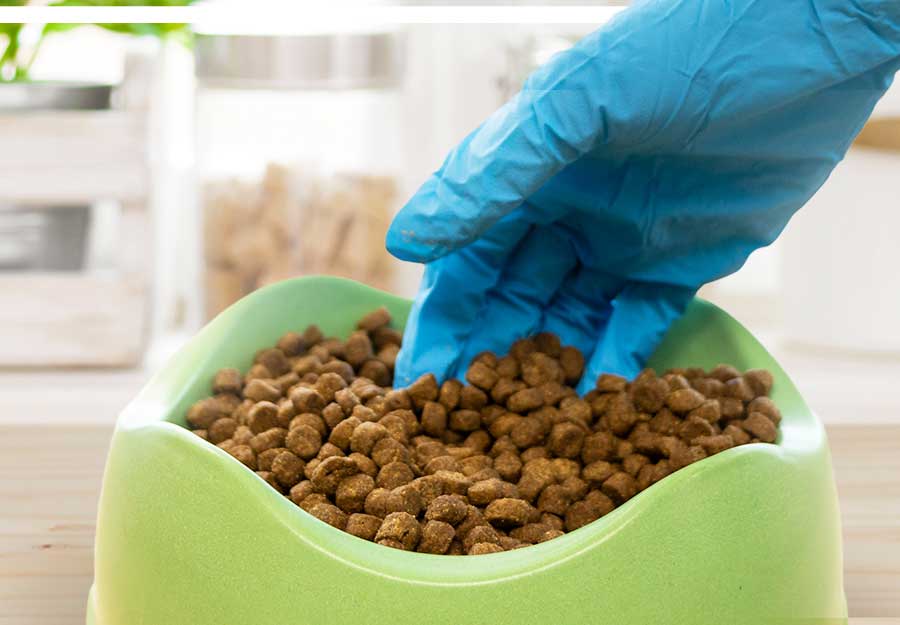 Bugs in Dry Dog Food Preventing Infestations and Eliminating Pests